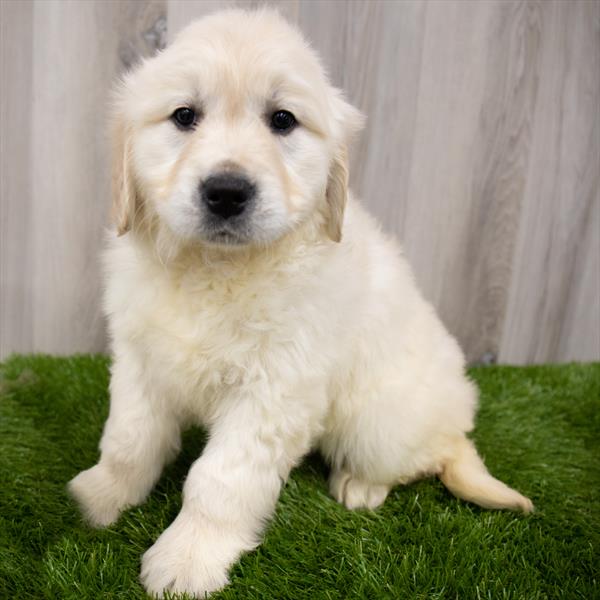 Golden Retriever DOG Female Golden 8292 Petland Robinson, PA