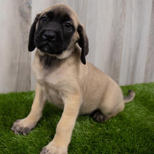 English Mastiff-DOG-Female-Fawn-8293-Petland Robinson, PA