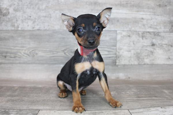Min Pin-DOG-Male-Black / Rust-8294-Petland Robinson, Pittsburgh, PA