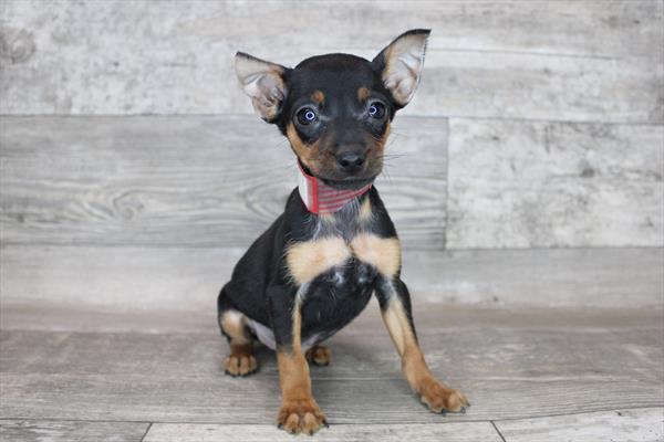 Min Pin-DOG-Male-Black / Rust-8294-Petland Robinson, PA