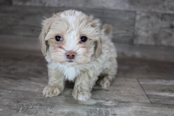 ShizaPoo-DOG-Male-Cream-8295-Petland Robinson, PA