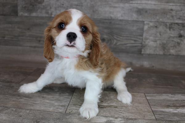 Cavalier King Charles Spaniel-DOG-Male-Blenheim-8296-Petland Robinson, Pittsburgh, PA