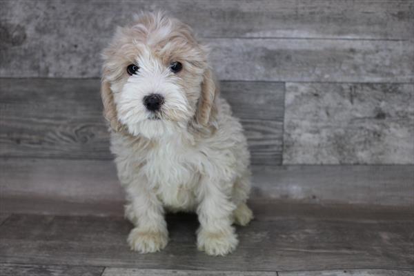 Cockapoo DOG Male Apricot 8298 Petland Robinson, PA