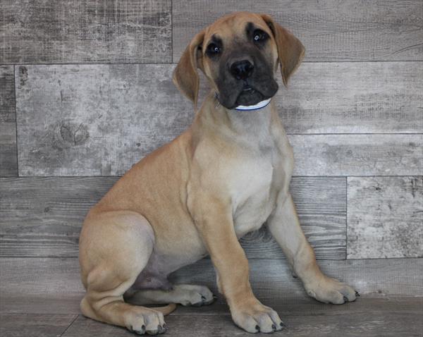 Great Dane-DOG-Male-Fawn-8299-Petland Robinson, PA