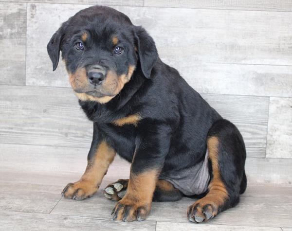 Rottweiler DOG Female Black / Rust 8300 Petland Robinson, PA