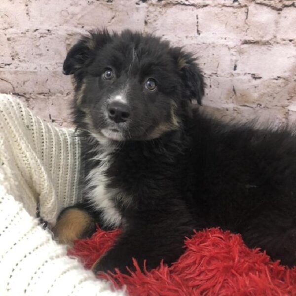 Australian Shepherd-DOG-Female-Black and White-8277-Petland Robinson, Pittsburgh, PA