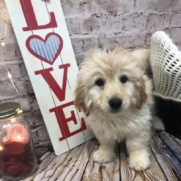 Mini Goldendoodle-DOG-Male-Golden-8275-Petland Robinson, Pittsburgh, PA