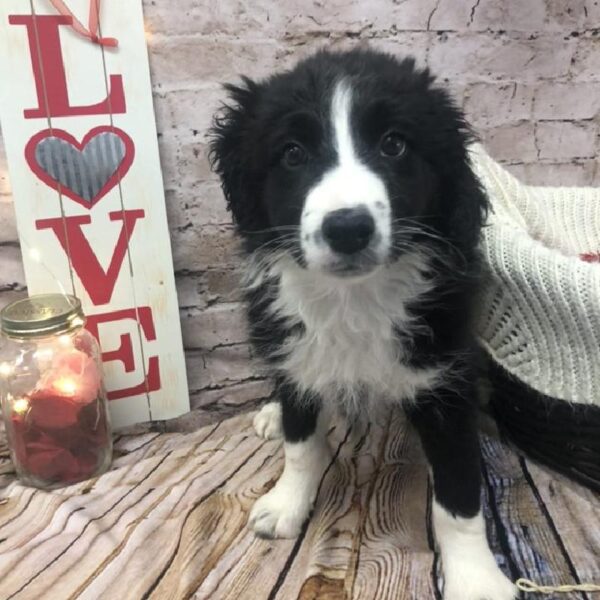 Aussiedoodle DOG Female Black and White 8274 Petland Robinson, PA