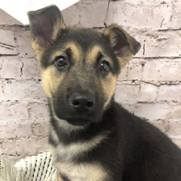 German Shepherd-DOG-Female-Black and Tan-8273-Petland Robinson, Pittsburgh, PA