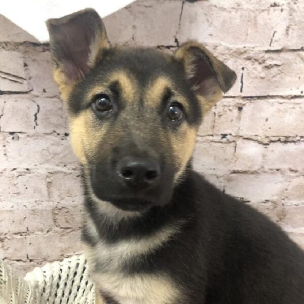 German Shepherd DOG Female Black and Tan 8273 Petland Robinson, PA