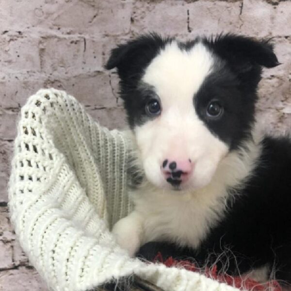 Border Collie-DOG-Male-Black and White-8271-Petland Robinson, PA