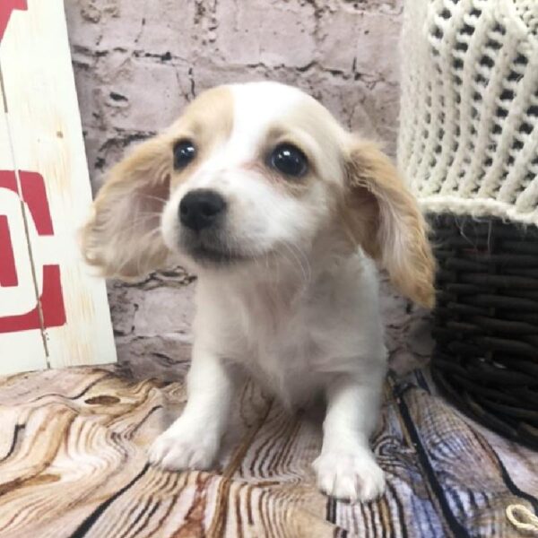 Bichon- Poo-DOG-Female-Cream and White-8270-Petland Robinson, Pittsburgh, PA