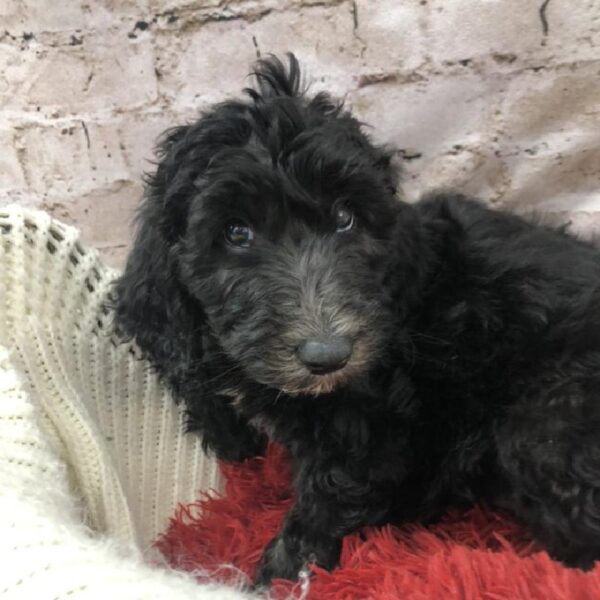 Sheepadoodle DOG Female Black 8305 Petland Robinson, PA