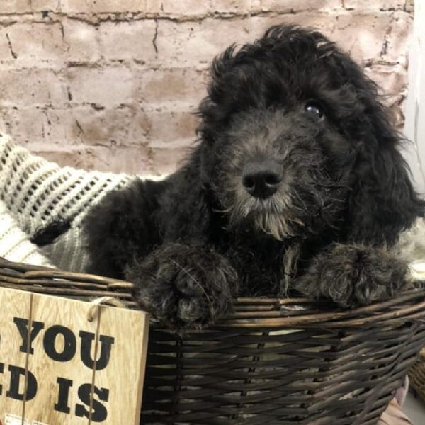 Sheepadoodle DOG Male Black 8304 Petland Robinson, PA