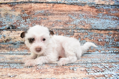 Chinese Crested DOG Male White and Chocolate 8306 Petland Robinson, PA