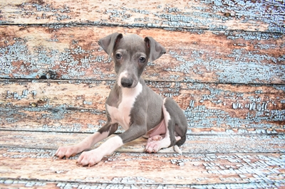 Italian Greyhound DOG Male Blue 8307 Petland Robinson, PA