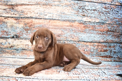 Labrador Retriever DOG Male Chocolate 8308 Petland Robinson, PA