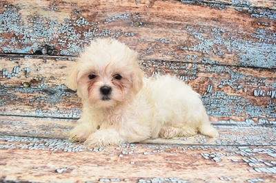 Malshi DOG Female White and Apricot 8309 Petland Robinson, PA