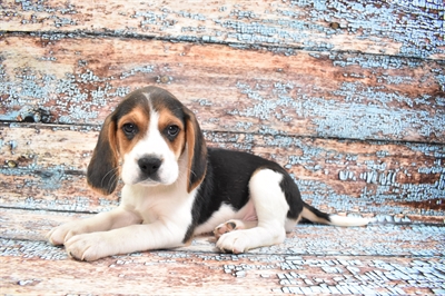 Beagle-DOG-Male-Black White and Tan-8311-Petland Robinson, Pittsburgh, PA