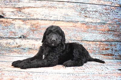 Goldendoodle DOG Male Black 8312 Petland Robinson, PA