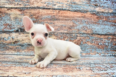 French Bulldog DOG Male Cream and White 8315 Petland Robinson, PA