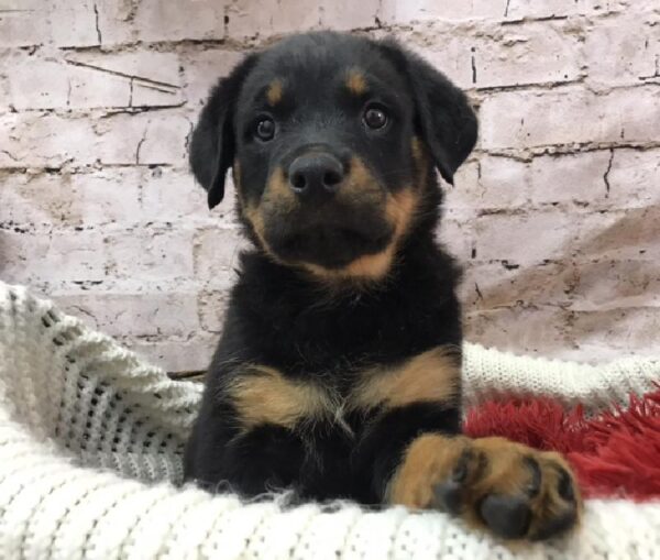 Rottweiler DOG Female Black / Tan 8331 Petland Robinson, PA