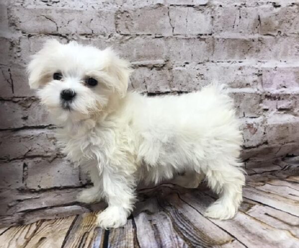 Maltese DOG Female White 8330 Petland Robinson, PA