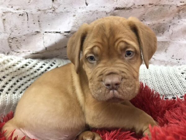 Dogue De Bordeaux DOG Male Red 8329 Petland Robinson, PA