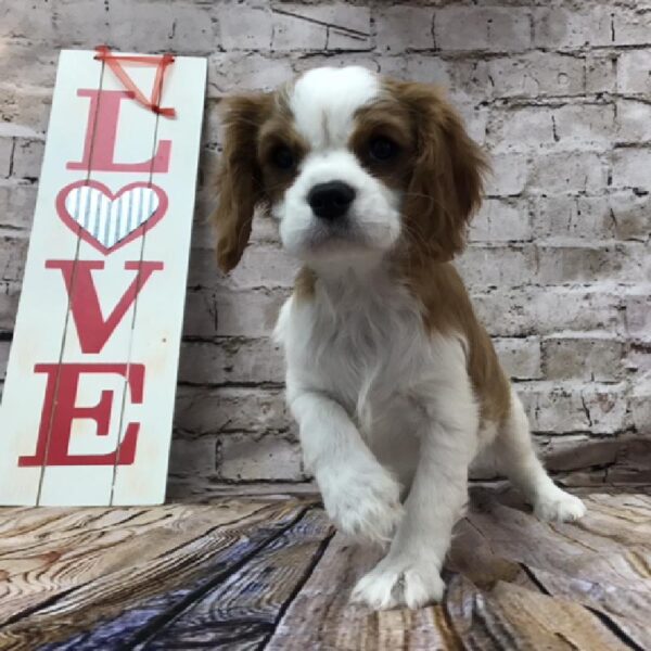 Cavalier King Charles Spaniel-DOG-Female-Blenheim-8328-Petland Robinson, Pittsburgh, PA