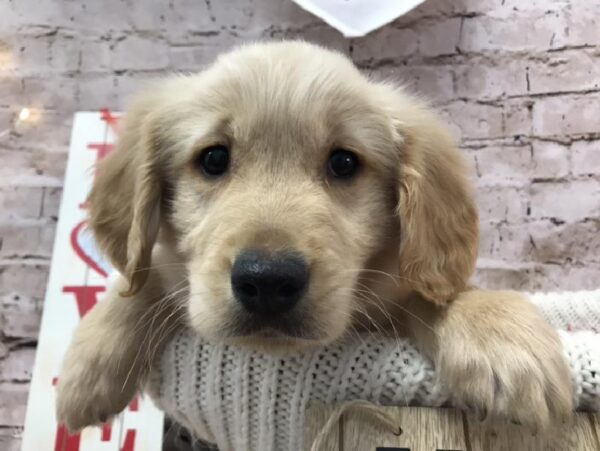 Golden Retriever DOG Male Golden 8327 Petland Robinson, PA