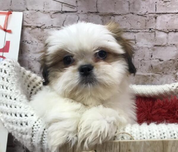 Shih Tzu DOG Male Red / White 8326 Petland Robinson, PA