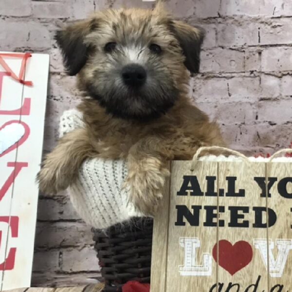 Soft Coated Wheaten Terrier DOG Male Wheaten 8339 Petland Robinson, PA