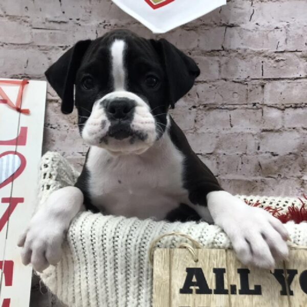 Boxer-DOG-Male-Black-8340-Petland Robinson, Pittsburgh, PA