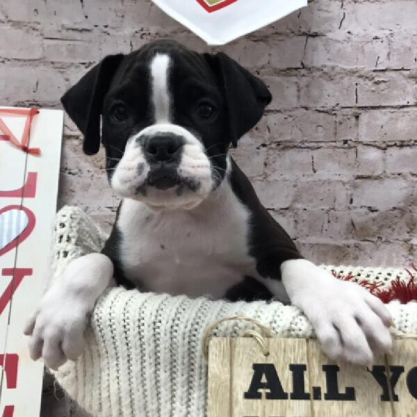 Boxer DOG Male Black 8340 Petland Robinson, PA