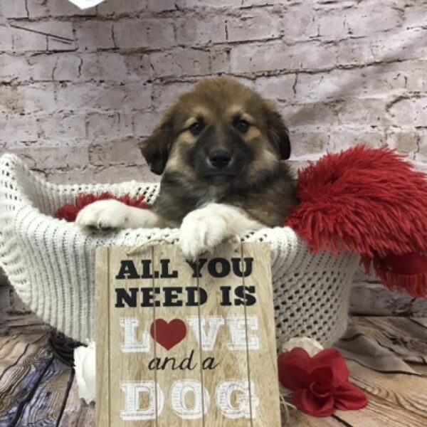 Great Pyrenees-Anatolian DOG Male Red Sable 8341 Petland Robinson, PA