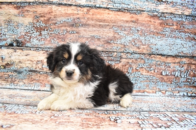 Miniature Australian Shepherd-DOG-Female-Black White and Brown-8342-Petland Robinson, Pittsburgh, PA