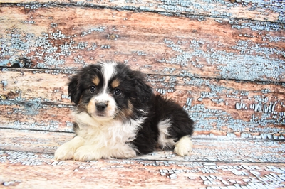 Miniature Australian Shepherd DOG Female Black White and Brown 8342 Petland Robinson, PA