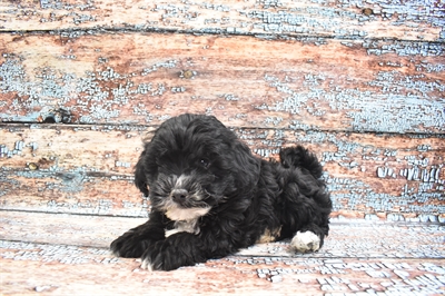 Lhasa-Poo-DOG-Male-Black-8344-Petland Robinson, Pittsburgh, PA
