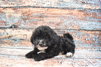 Lhasa-Poo-DOG-Male-Black-8344-Petland Robinson, PA