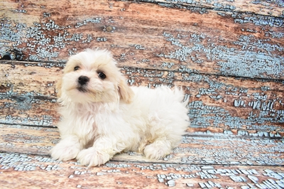 Teddy Bear DOG Male Red and White 8346 Petland Robinson, PA