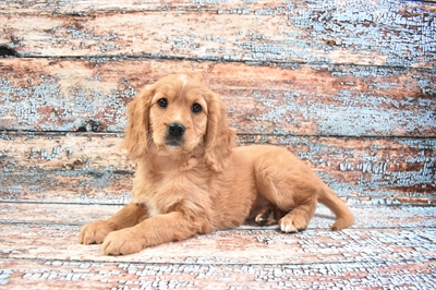 Golden-Cavalier King Charles DOG Female Red 8347 Petland Robinson, PA