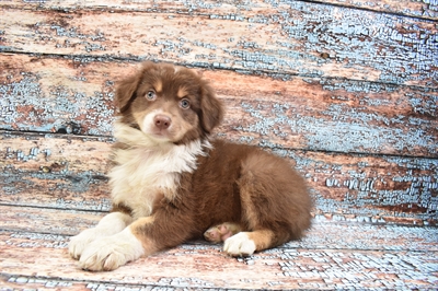 Australian Shepherd DOG Female Red 8348 Petland Robinson, PA