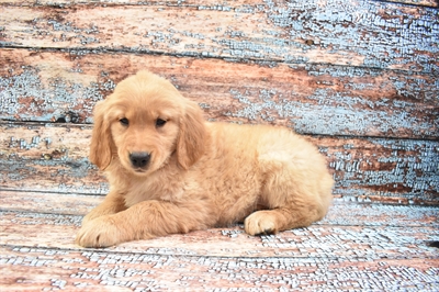 Golden Retriever DOG Female Golden 8349 Petland Robinson, PA