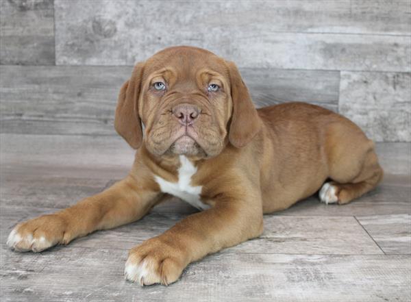 Dogue De Bordeaux DOG Female Red 8367 Petland Robinson, PA