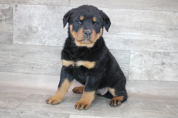 Rottweiler-DOG-Female-Black / Rust-8368-Petland Robinson, PA