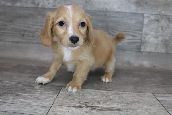 Chiweenie DOG Female Fawn 8369 Petland Robinson, PA