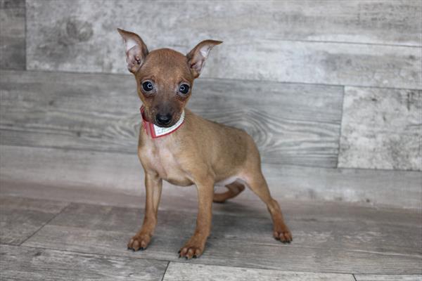 Min Pin-DOG-Male-Red-8370-Petland Robinson, PA