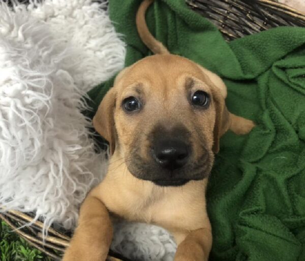 Sharpeagle-DOG-Male-Fawn-8406-Petland Robinson, Pittsburgh, PA