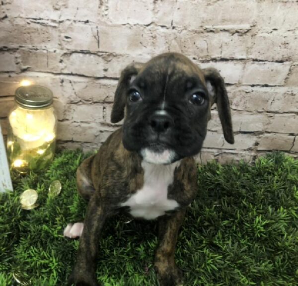 Boxer DOG Female Brindle 8405 Petland Robinson, PA