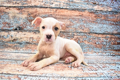 American Bulldog DOG Female White and Red 8407 Petland Robinson, PA